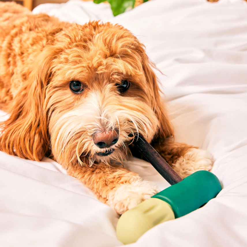 BullySafe Bully Stick Halter – Sicherer & Langlebiger Kauspaß für deinen Hund