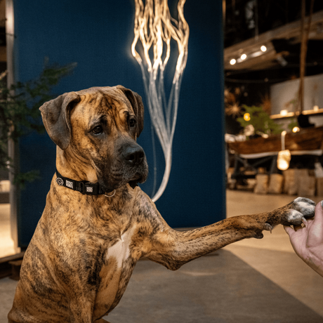 Max & Molly Matrix 2.0 Gotha Smart ID Halsband für Hunde | tiierisch.de