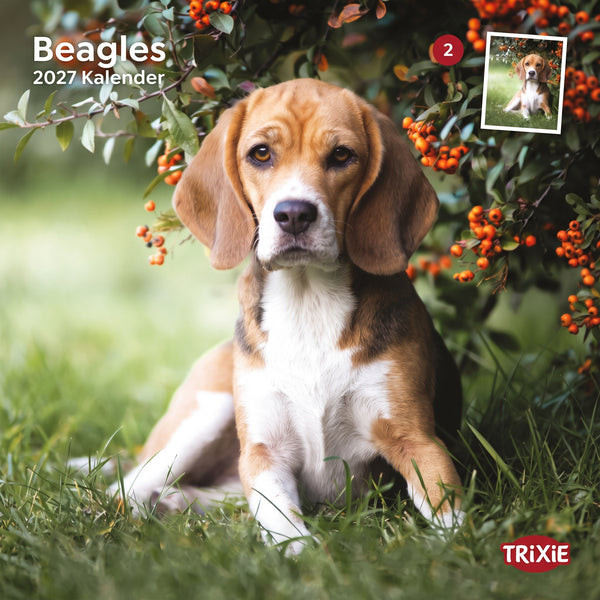 2027 Hundekalender Beagle