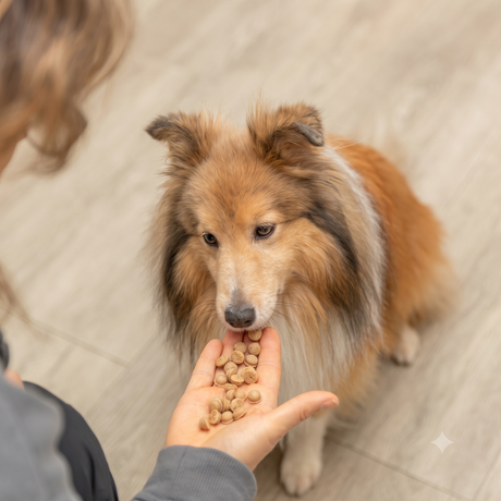 TRIXIE Backmatte für hausgemachte Hunde- & Katzensnacks – Backen & Schlecken