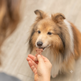TRIXIE Backmatte Silikon – Dein Helfer für gesunde Hunde-Snacks & Schleckspaß!