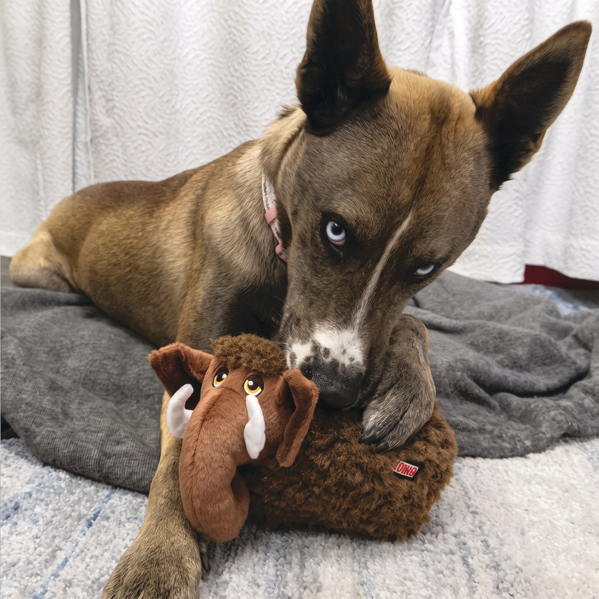 KONG Toughz – Plüsch-Hundespielzeug mit Quietscher | Braun & Rot