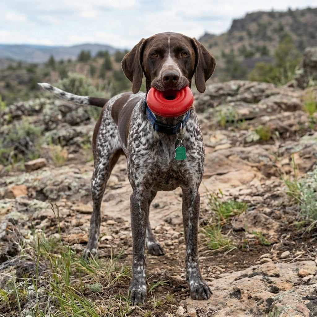 KONG Donut Hundespielzeug – Robustes Kauspielzeug aus Naturkautschuk