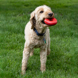KONG Donut Hundespielzeug – Robustes Kauspielzeug aus Naturkautschuk