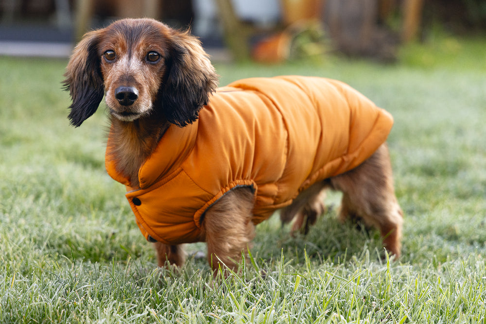 Beeztees Hundemantel Wisti für Dackel – Warm & wasserfest mit Plüschfutter