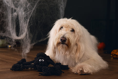 Beeztees Halloween Flossy Spinne aus Baumwolle für Hunde, 38 x 18 x 10 cm