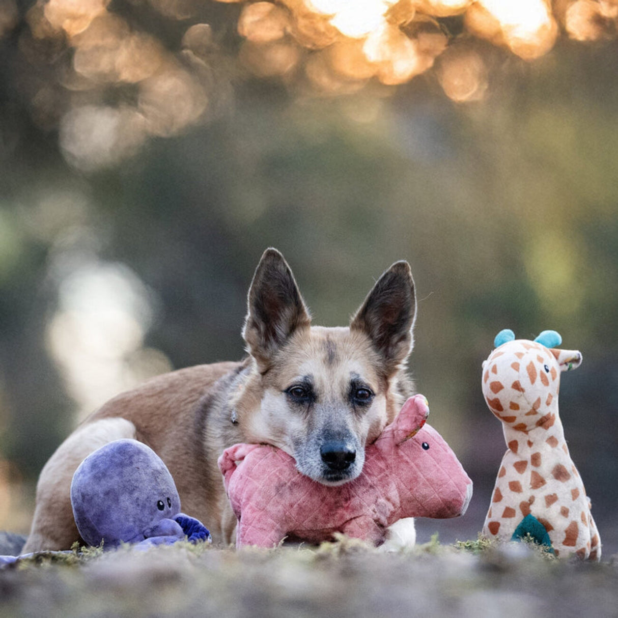 Huggles Hundespielzeug – 12 Varianten für jede Fellnase!
