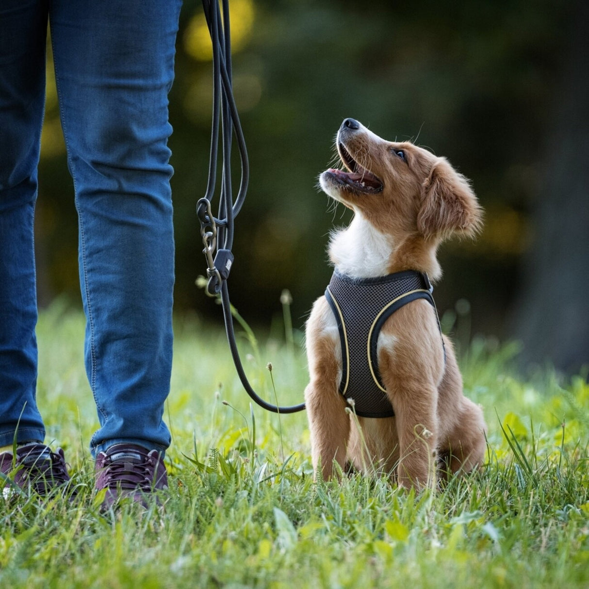 Max & Molly Matrix 2.0: Stylisches Air Vest Hundegeschirr für Deinen Liebling
