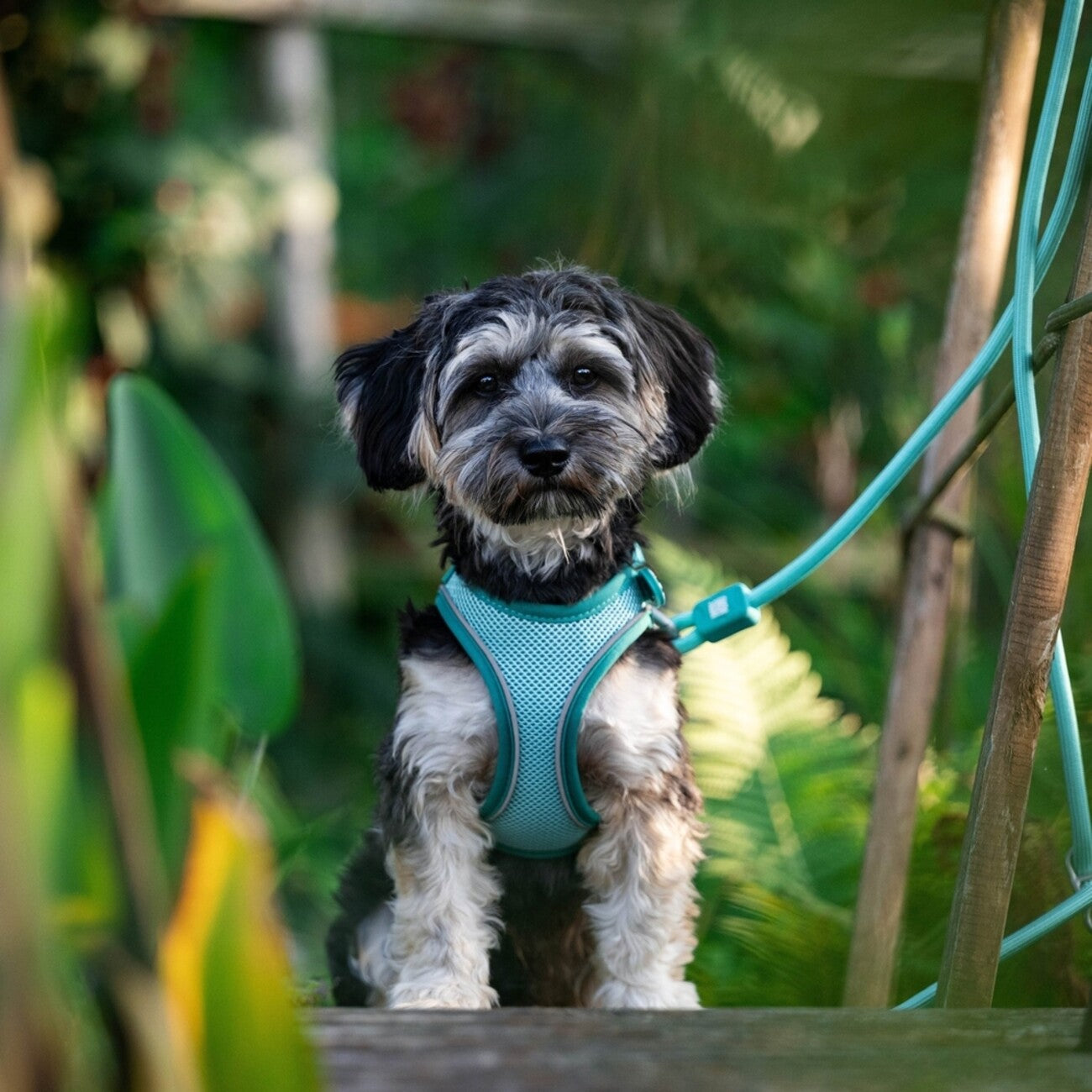Max & Molly Matrix 2.0: Stylisches Air Vest Hundegeschirr für Deinen Liebling