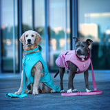 Max & Molly Regenmantel Matrix 2.0 für Hunde | tiierisch.de