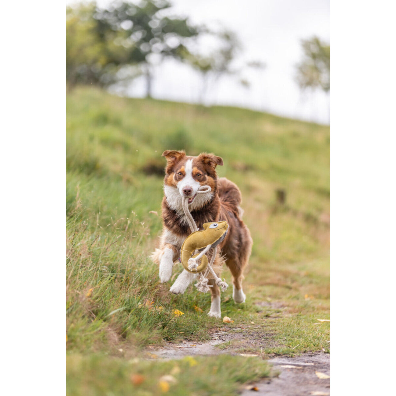 Hundespielzeug Chamäleon am Tau aus Echtleder – 45 cm