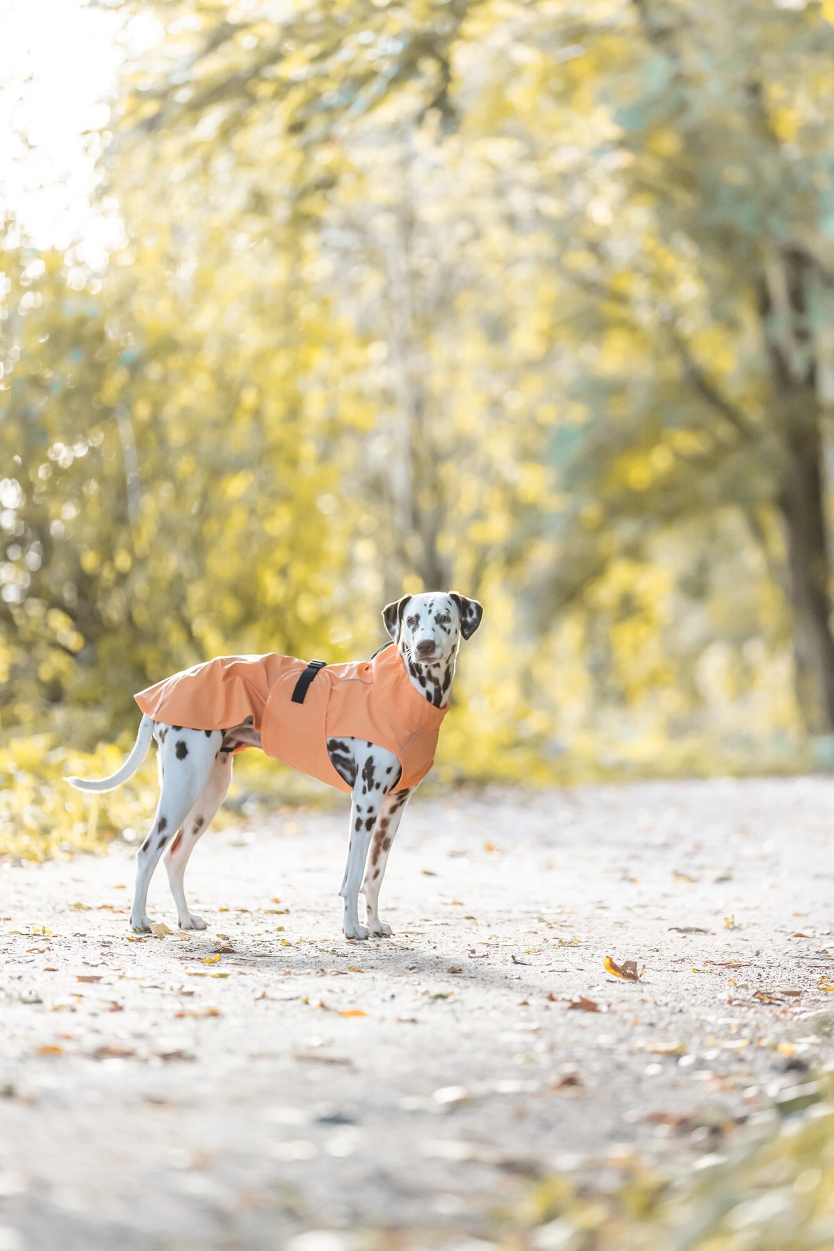 TRIXIE Hunde Regenmantel Vimy – wasserdicht, mit Bauchschutz & Reflektoren | Pink, Flieder & Orange