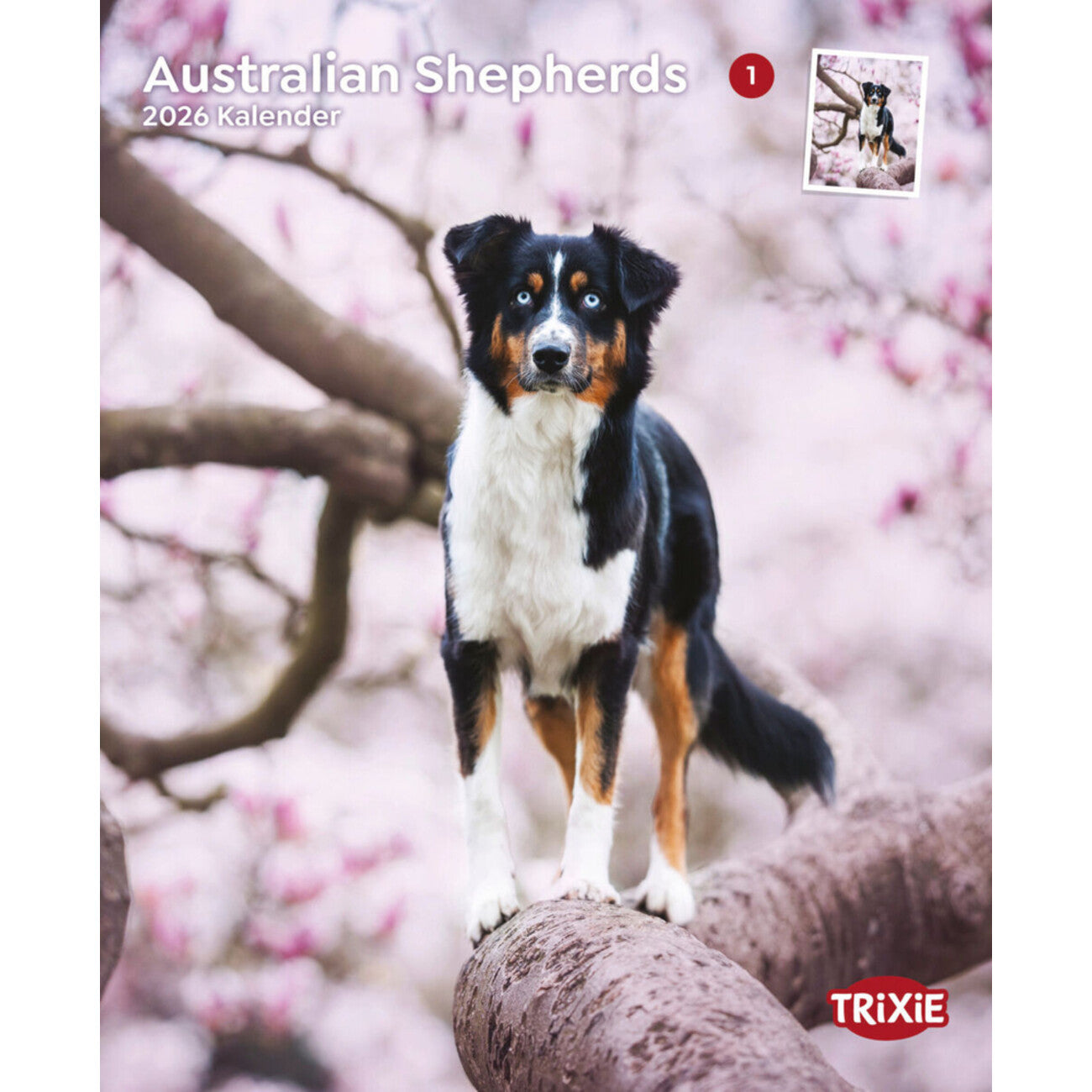 2026 Kalender Australian Shepherd – 12 Monate