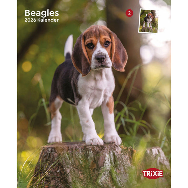 2026 Hundekalender Beagle – 12 Monate
