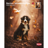 2026 Kalender Berner Sennenhund – 12 Monate