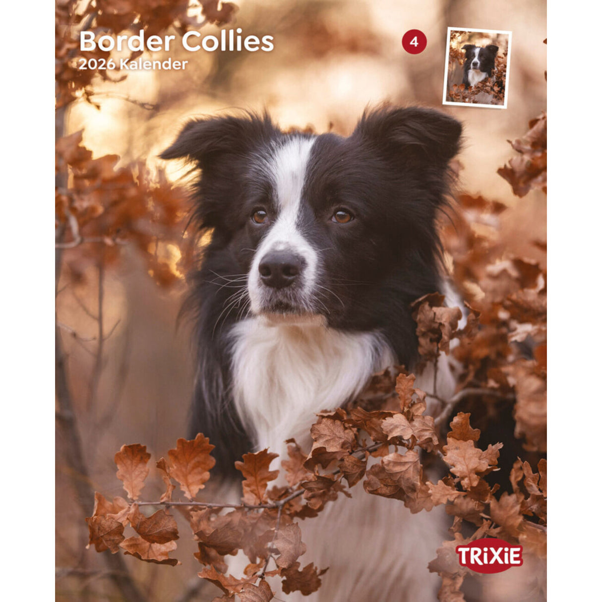 2026 Kalender Border Collies – 12 Monate