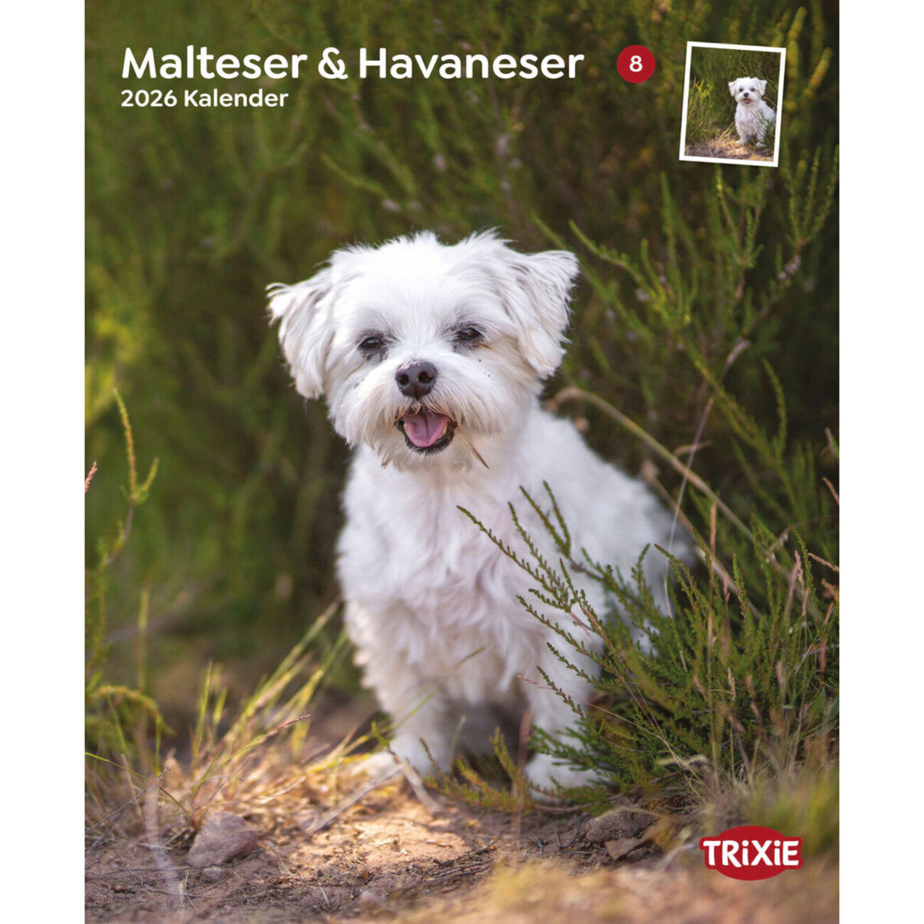2026 Kalender Malteser/Havaneser – für 12 Monate