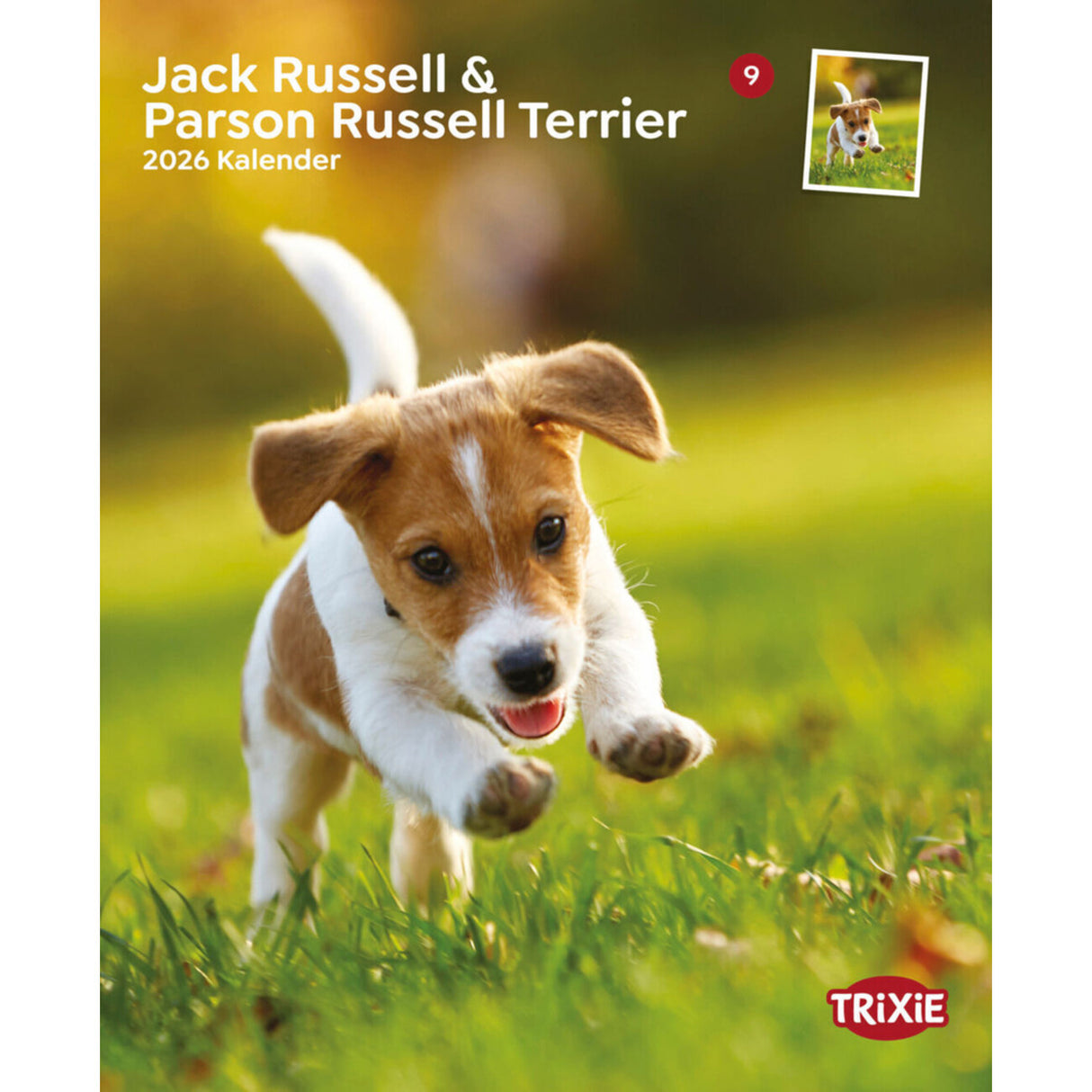 2026 Kalender Jack Russell & Parson Russell Terrier – 12 Monate