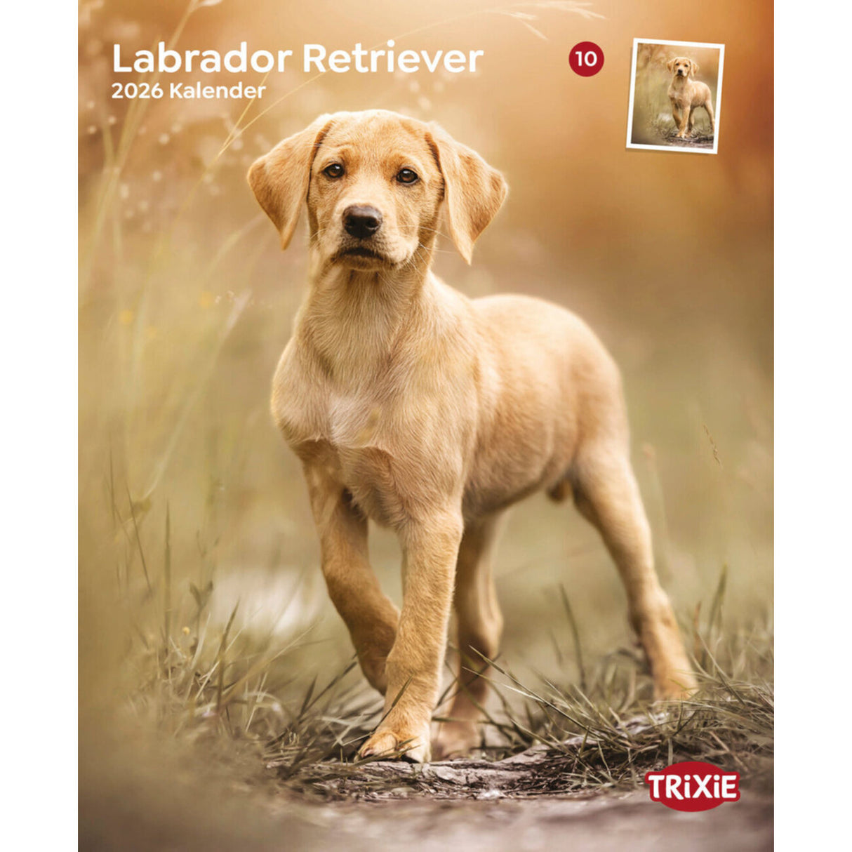 2026 Hundekalender Labrador Retriever – 12 Monate