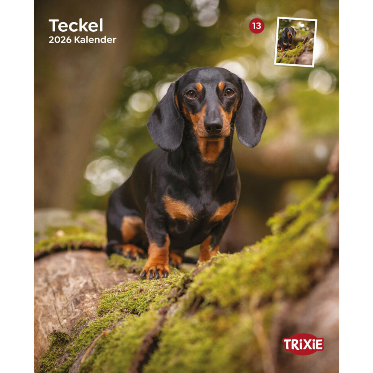 2026 Kalender Teckel Dackel – 12 Monate