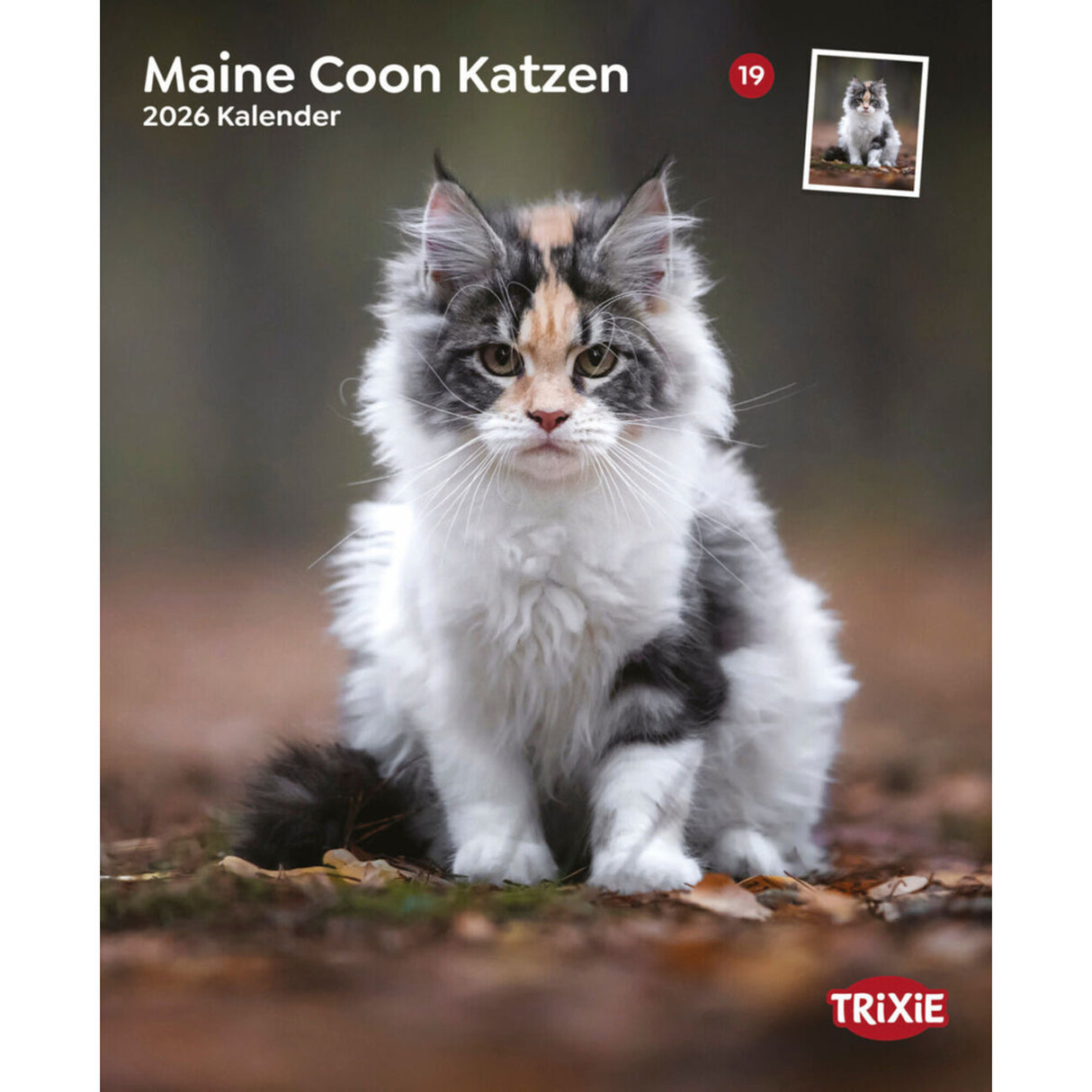 2026 Kalender Maine Coon Katzen – für 12 Monate