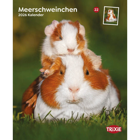 2026 Kalender Meerschweinchen – 12 Monate