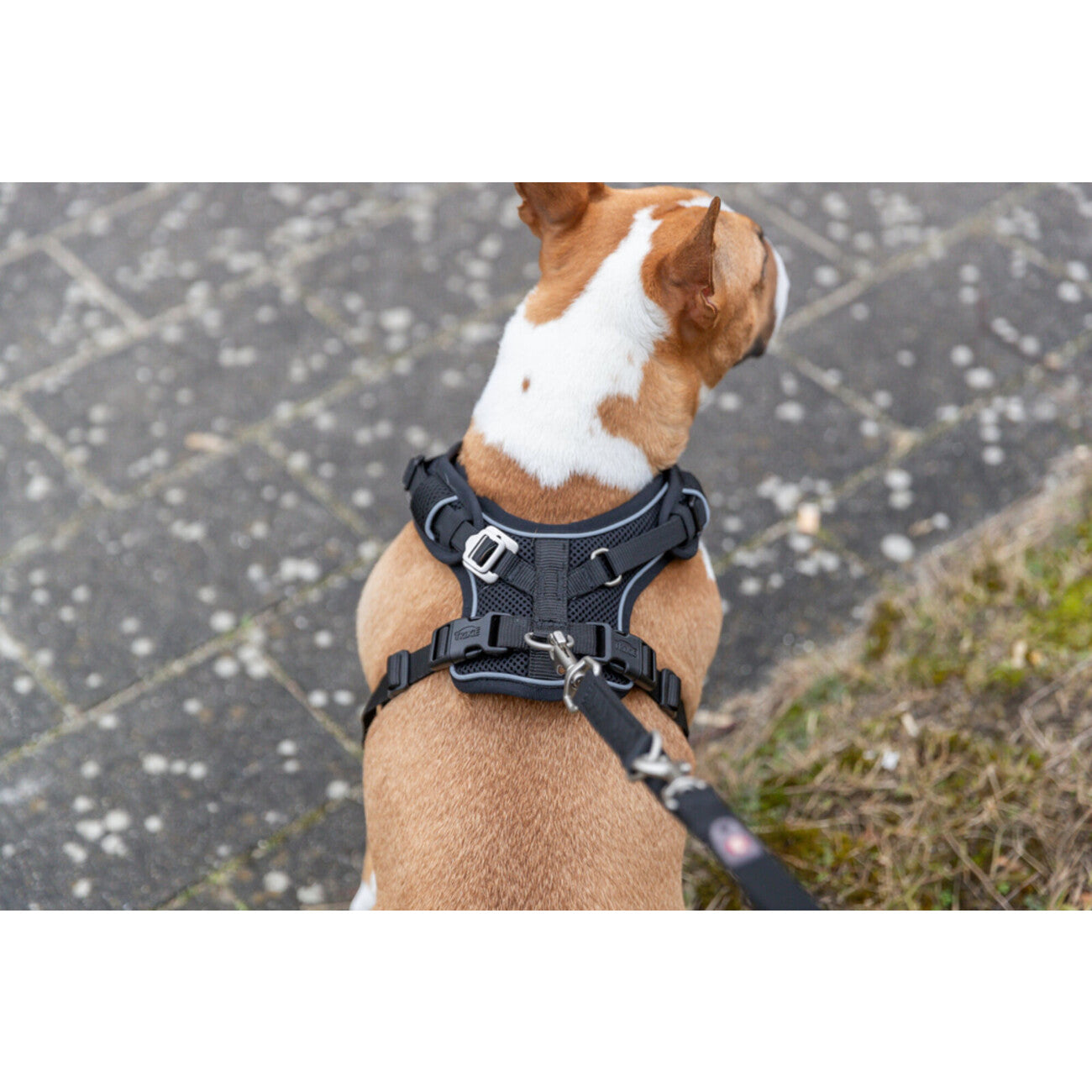 Premium FlexMesh Geschirr, wide fit spezieller Schnitt für kurze, kompakte Hunde, z. B. Möpse & Bulldoggen