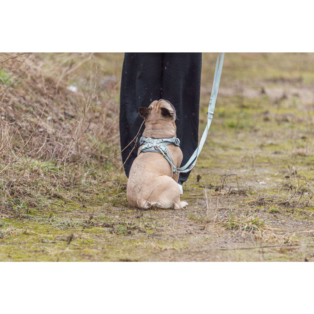 Premium FlexMesh Geschirr, wide fit spezieller Schnitt für kurze, kompakte Hunde, z. B. Möpse & Bulldoggen
