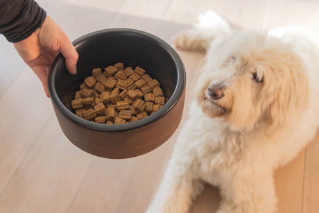 Designed By Lotte Hundenapf Milani aus Akazienholz & Edelstahl – Stilvolles Futterset für Deinen Hund