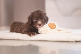 Beeztees Puppy Eco Kuscheltuch Lu - Nachhaltiges Nestdufttuch für Welpen