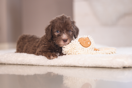 Beeztees Puppy Eco Kuscheltuch Lu - Nachhaltiges Nestdufttuch für Welpen