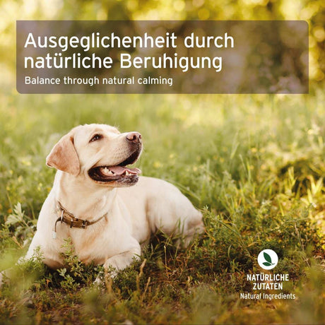 AniForte Bachblüten Protest Globuli für Hunde & Katzen 15 g