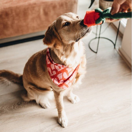 Bandana My boss is single