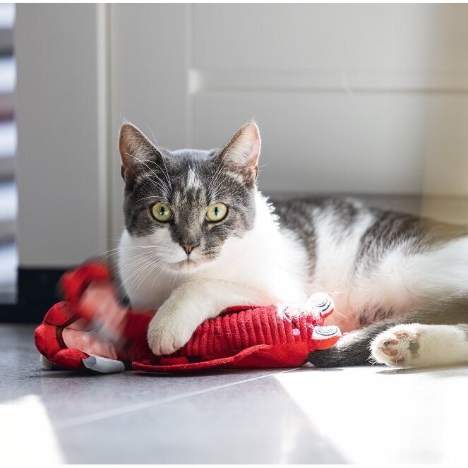Bewegender Hummer Katzenspielzeug
