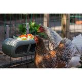 ECO Hühner Feeder