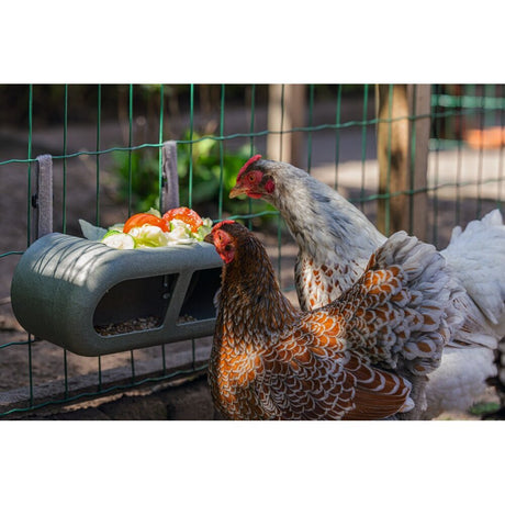 ECO Hühner Feeder