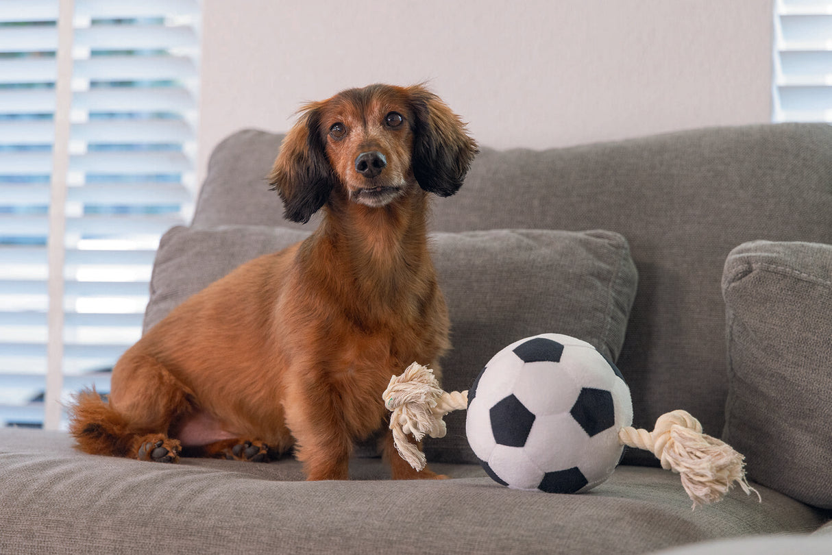 Großer Hundeball Plüschball mit Seil