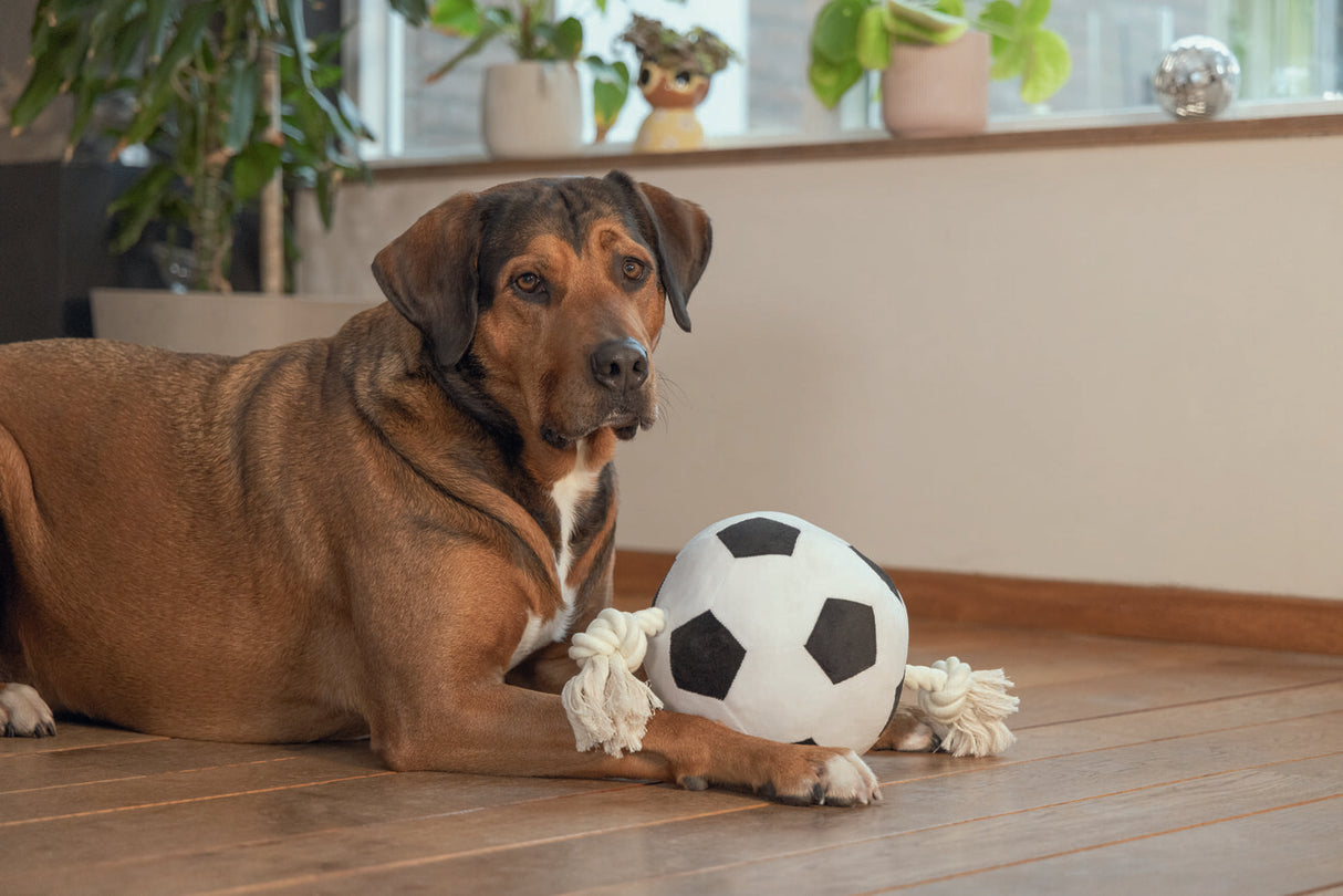 Großer Hundeball Plüschball mit Seil