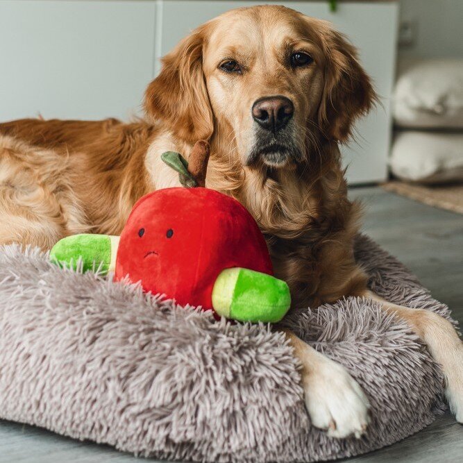 Hide and Seek Apfel Hundespielzeug
