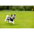 Hundemantel Saby