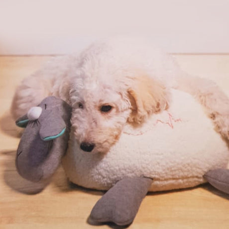 Beeztees Hundespielzeug Puppy Herzschlag