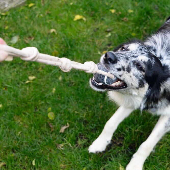 Minus One Nachhaltiger Tennisball mit Seil