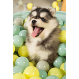 Beeztees Puppy Bällebad Hundepool Funchie