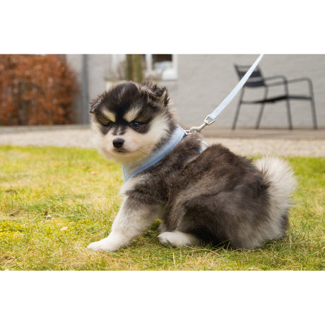 Beeztees Puppy Hundegeschirr für Welpen