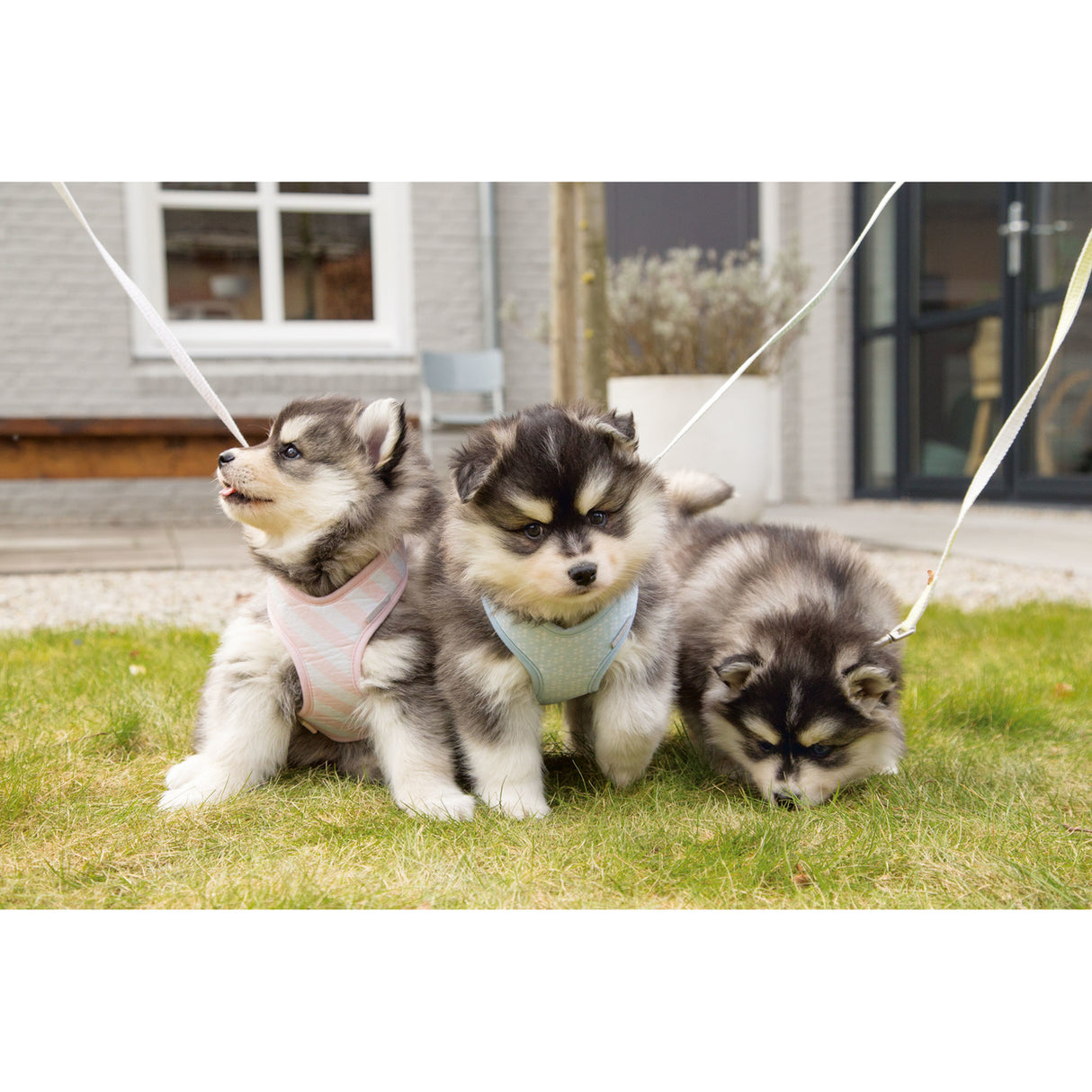 Beeztees Puppy Hundegeschirr für Welpen