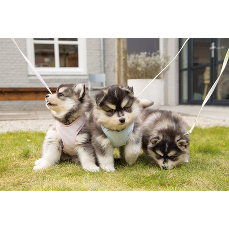 Beeztees Puppy Hundegeschirr für Welpen