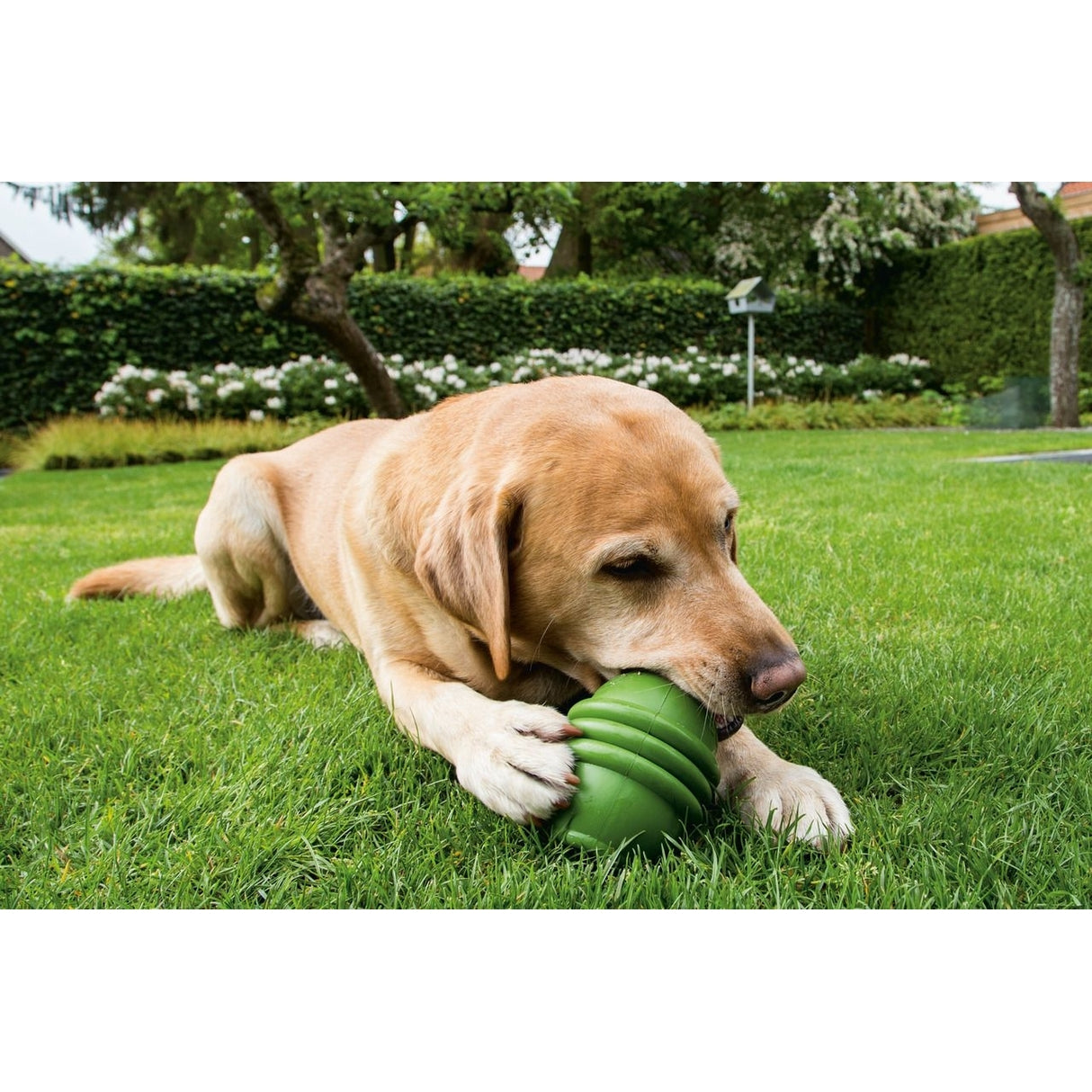 BEEZTEES Sumo Play Hundespielzeug
