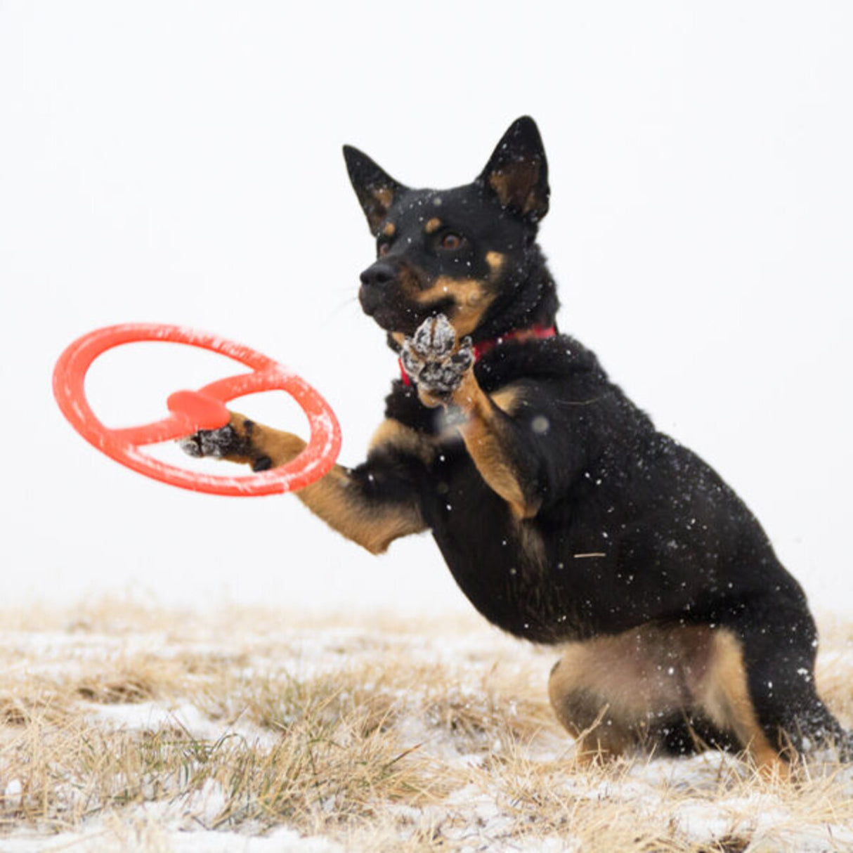 Bionic TOSS-N-TUG® langlebiges Hundespielzeug – TOSS-N-TUG