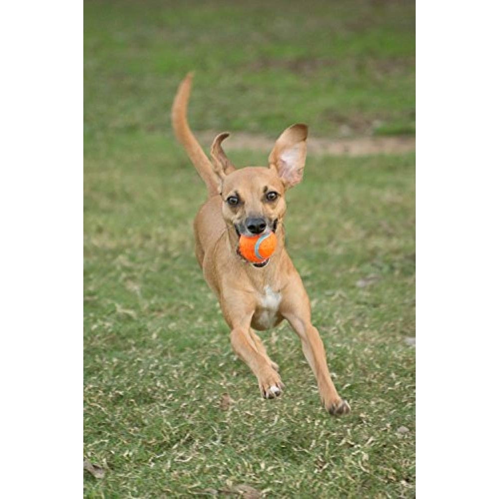 Chuckit! Tennis Ball