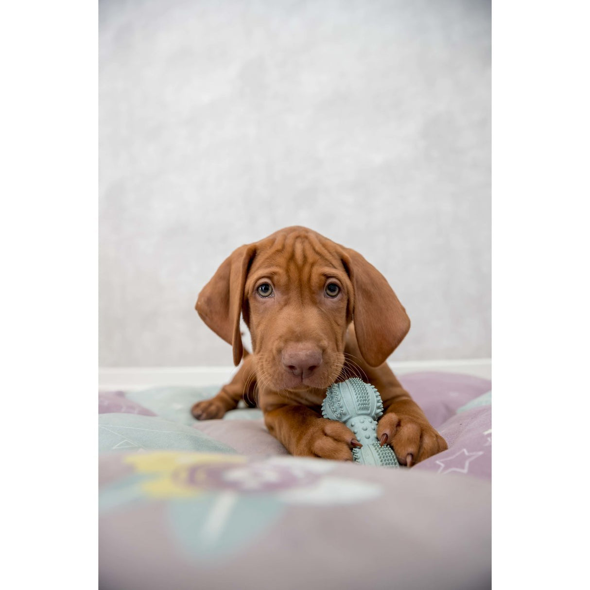 Junior Gummi Hantel für Hunde